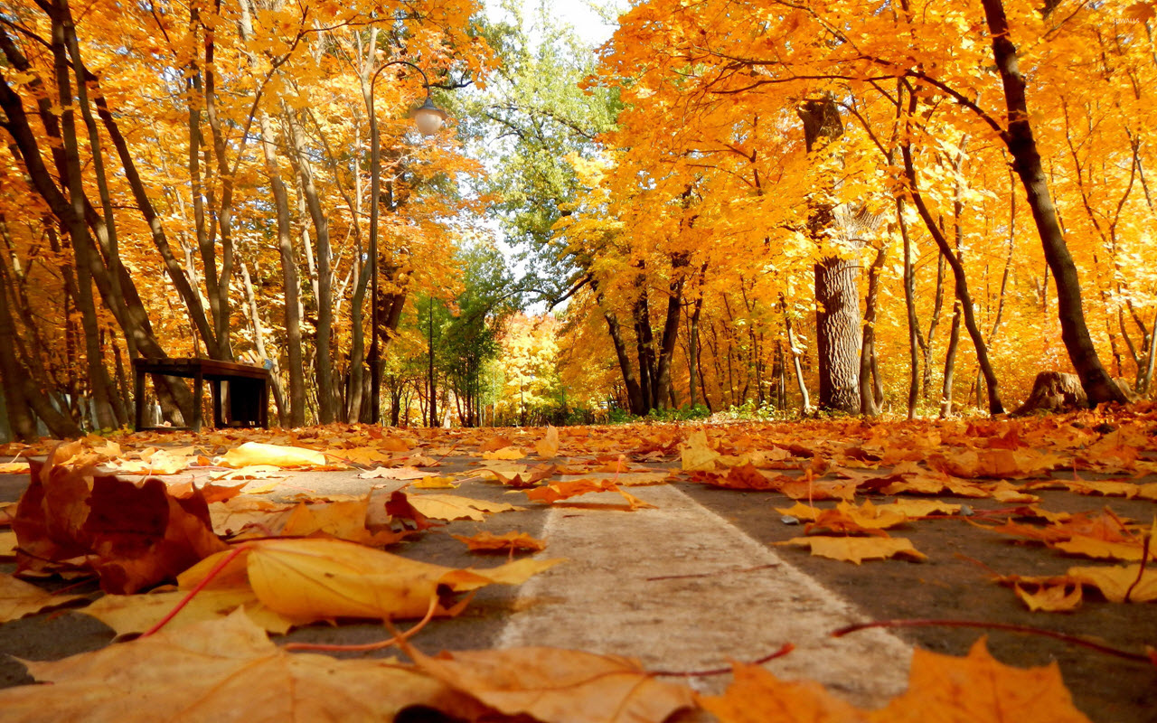 Copy of autumn-leaves-on-the-pavement-39608-2560x1600