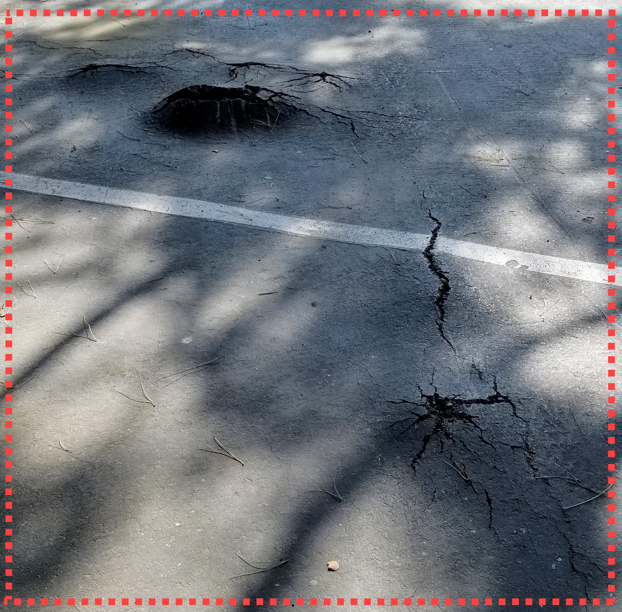 Roots Damaging Asphalt