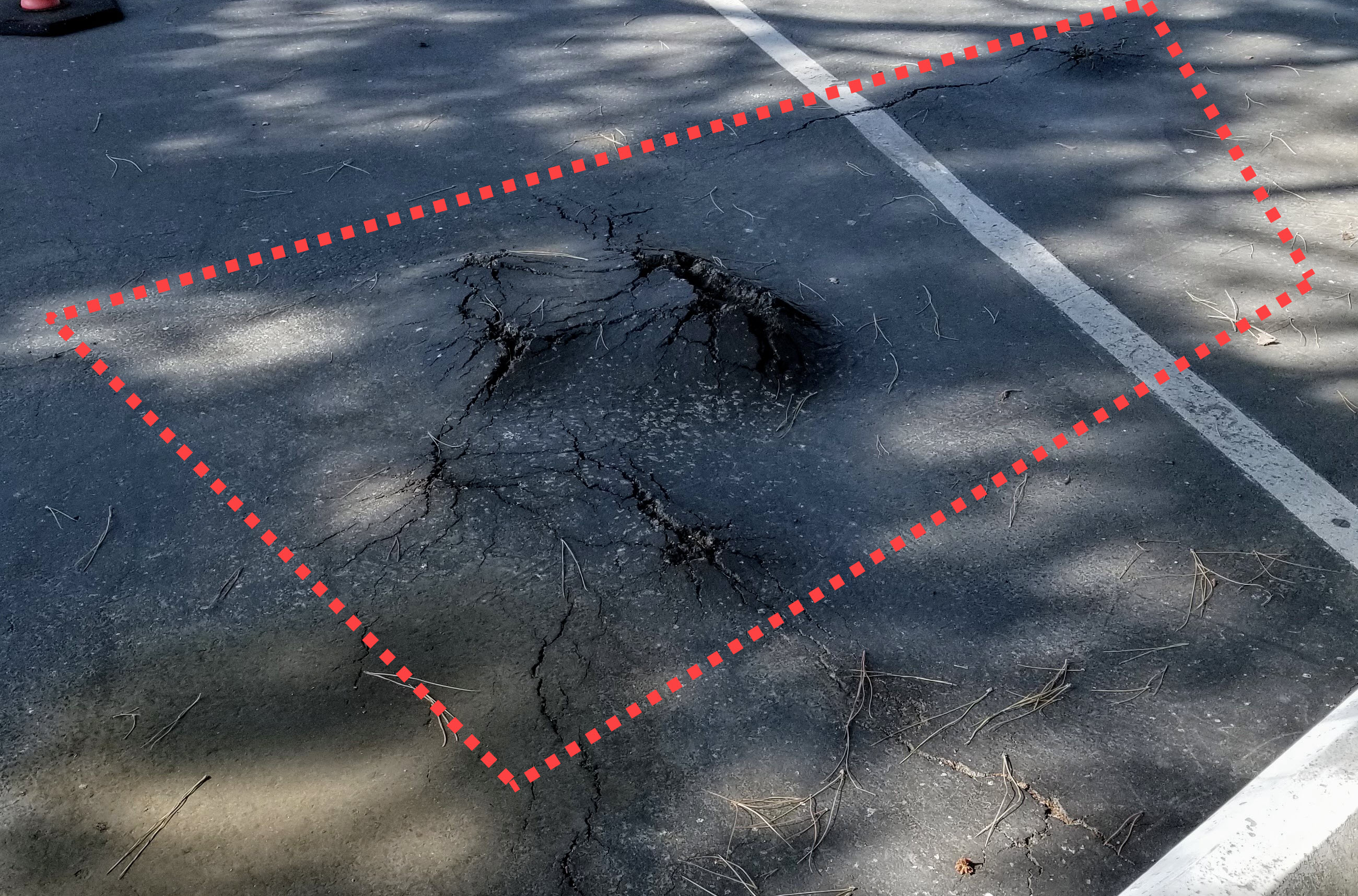 Roots in parking lots damaging asphalt