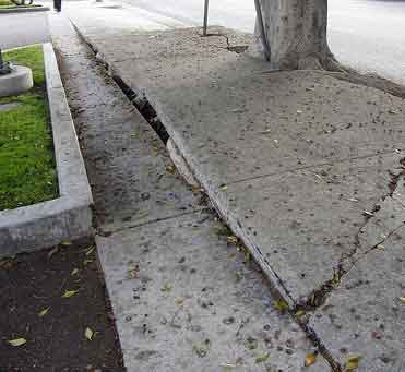 tree_damage_to_sidewalk_orange_county.jpg